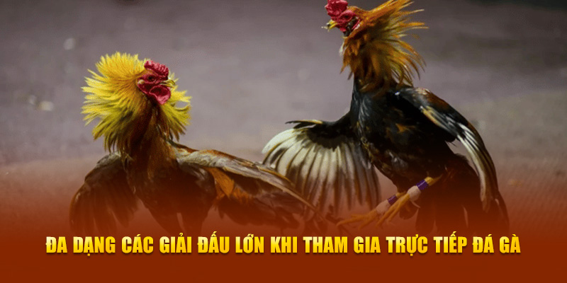 Đa dạng các giải đấu lớn khi tham gia trực tiếp đá gà